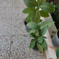 گل و گیاه|گل و گیاه طبیعی|بندر گناوه, |دیوار