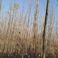 نهال|گل و گیاه طبیعی|ملکان, |دیوار