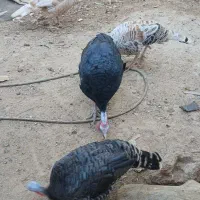 بوقلمون تخم گذار سالم|پرنده|اندیکا, |دیوار