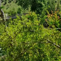 کاشت انواع نهال ها. رنگ کردن تنه درختان . چال کود|خدمات باغبانی و درختکاری|سقز, |دیوار