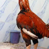 مرغ لاری خروس لاری|حیوانات مزرعه|شیراز, قلعه نو|دیوار
