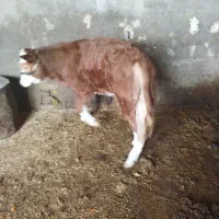 گاو و گوساله