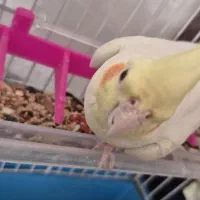 عروس هلندی|پرنده|روانسر, |دیوار