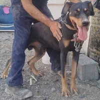 سگ دوبرمن|سگ|چهاردانگه (تهران), |دیوار