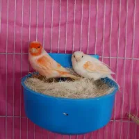 جفت قناری موزاییکی