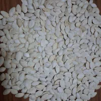 تخمه آفتابی وکدو خام وطعم دار|عمدهفروشی|قم, خداکرم|دیوار