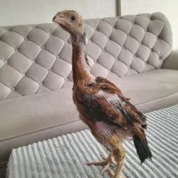 جوجه خروس لاری