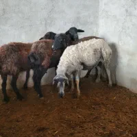میش گوسفند