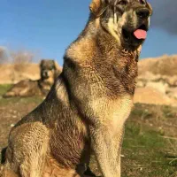 یک جفت سگ پژدر|سگ|ری, فیروزآباد|دیوار