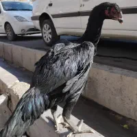 مرغ و خروس لاری|حیوانات مزرعه|قیدار, |دیوار