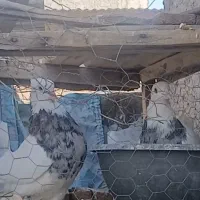 طوقی هفت رنگ|پرنده|شاهینشهر, گزبرخوار|دیوار