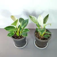 گل و گیاه آپارتمانی مناسب هدیه روز پدر