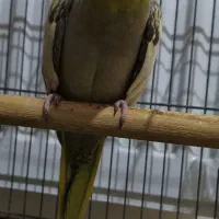 عروس هلندی ۳ ماهه|پرنده|شاهین‌شهر, شهرک امید|دیوار