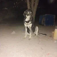 پژدر اصل با رنگ خاص و شجره|سگ|کرج, لشکر ده سید الشهدا|دیوار