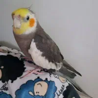 عروس هلندی|پرنده|تهران, شهرک شریفی|دیوار