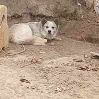 سگ هاسگی|سگ|آزادشهر, |دیوار
