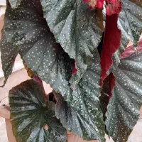 گل های آپارتمانی|گل و گیاه طبیعی|رویان, |دیوار