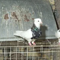 دو جفت طوق عطیقه