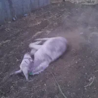 الاغ شازند و کاه یونجه|حیوانات مزرعه|شازند, |دیوار