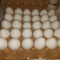 تخم مرغ دو زرده ۲ زرده