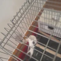 عروس هلندی نر و ماده