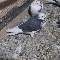 کفتر پرشی گرفتنی|پرنده|قرچک, داوود آباد|دیوار
