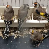 ۴ عدد سهره ۳عدد نر ۱ عدد ماده جوجه قفس|پرنده|وحیدیه, |دیوار