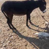 دوتا خر ماده