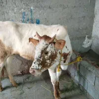 گوساله