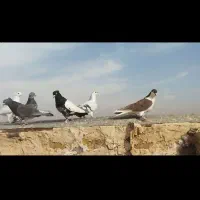 کفتر رنگی|پرنده|نصر آباد, |دیوار