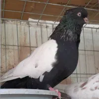 کبوتر سینه سیاه نیم تنه قره رنگه جفتگاه