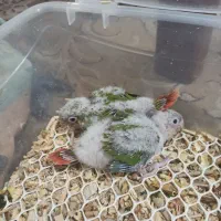 طوطی گرینچیک دبل رد جوجه|پرنده|کرمان, |دیوار