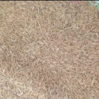 برنج طارم درجه یک
