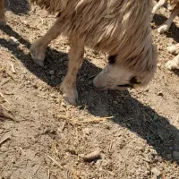 باسلام فروش ۲ میش بره دار