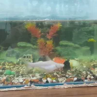 اکواریوم شیشه خم درپوش دار ۵۱ در ۴۳ در ۳۰