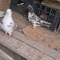 کبوتر نوک ریز و نوک قنار|پرنده|مبارکه, |دیوار