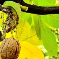 جویایی کار صحرا یا ساخنمانی