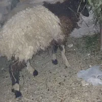 اسباب بازی(بره نر)