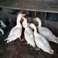 غاز|حیوانات مزرعه|رشت, حومه رشت|دیوار