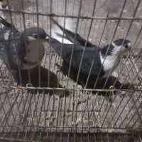 کلاغ دمب سفید وساده سبز|پرنده|ملک‌آباد, |دیوار