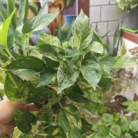 فروش تعدادی گل