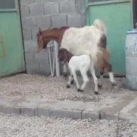 ۳ عدد بز درجه یک خوب|حیوانات مزرعه|خورموج, |دیوار