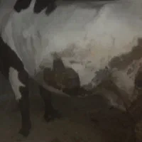 گاو شیری دورگه سیمینتال هلشتاین
