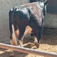 گاو