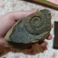 فسیل|کلکسیون اشیاء عتیقه|پردیس, فاز ۱|دیوار