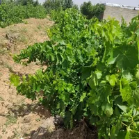 یک قطعه باغ انگور|فروش زمین و ملک کلنگی|خرمدره, |دیوار
