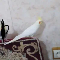 عروس هلندی