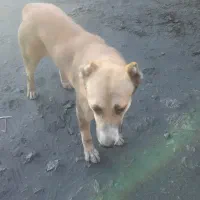 فروش سگ سرابی مخصوص گله داری و نگهبانی|سگ|زرند, |دیوار