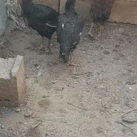 مرغ لاری|حیوانات مزرعه|نیشابور, مازول|دیوار