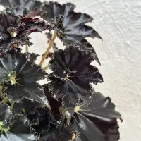 فروش عمده گل بگونیا بلک